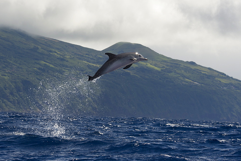 Atlantic Spotted Dolphin, Stenella frontalis, breaching high in the air, with Pico in the background, Azores, Atlantic Ocean