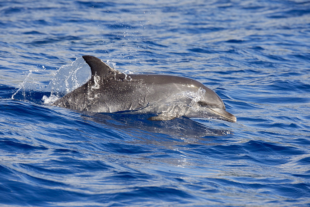 Atlantic Spotted Dolphin, Stenella frontalis, porpoising, Azores, Atlantic Ocean