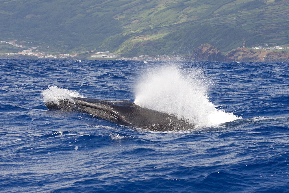 Fin Whale, Balaenoptera physalus, surfacing at speed, blowing, showing jaw line, mouth, blowhole, Pico, Azores, Atlantic Ocean