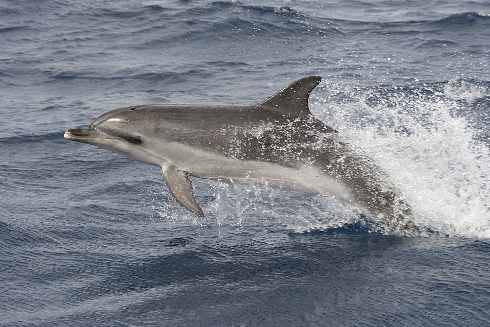 Atlantic Spotted Dolphin, Stenella frontalis, porpoising at 18 knots, Azores, Atlantic Ocean