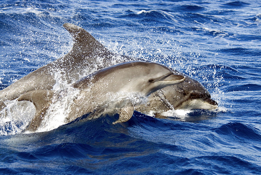 Common Bottlenose Dolphin (Tursiops Truncatus). Azores, North Atlantic