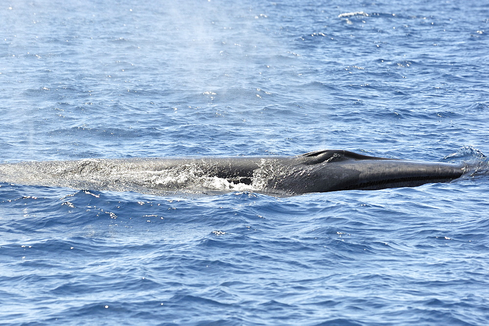 Sei Whale	 (Balaenoptera borealis). Azores, North Atlantic. Taken 2008