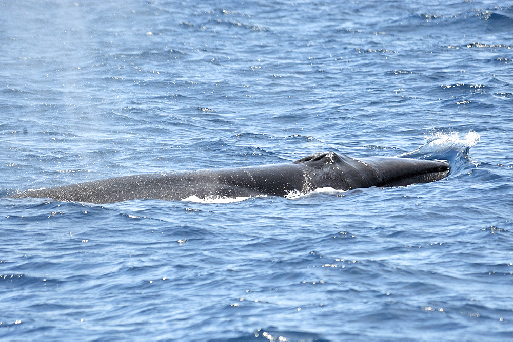 Sei Whale	 (Balaenoptera borealis). Azores, North Atlantic. Taken 2008