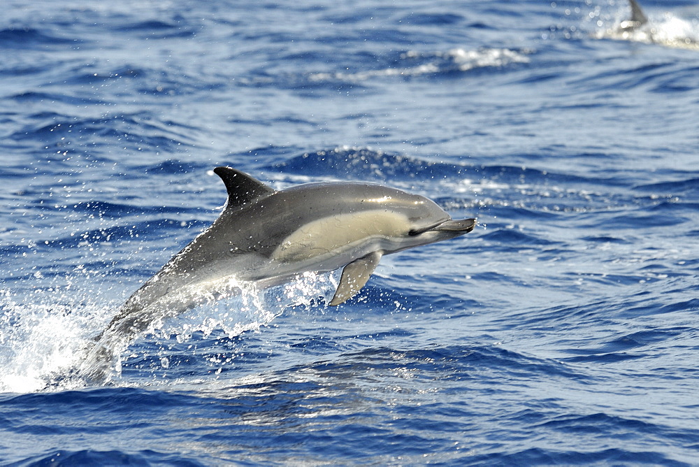 Common Dolphin (Delphinus delphis) with a deformed jaw. Azores, North Atlantic. Taken 2008