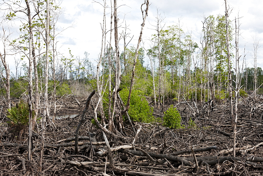 Pond intended for shrimp farm although non-productive in vast area of devastated mangroves, Balikpapan Bay, East Kalimantan, Borneo, Indonesia, Southeast Asia, Asia