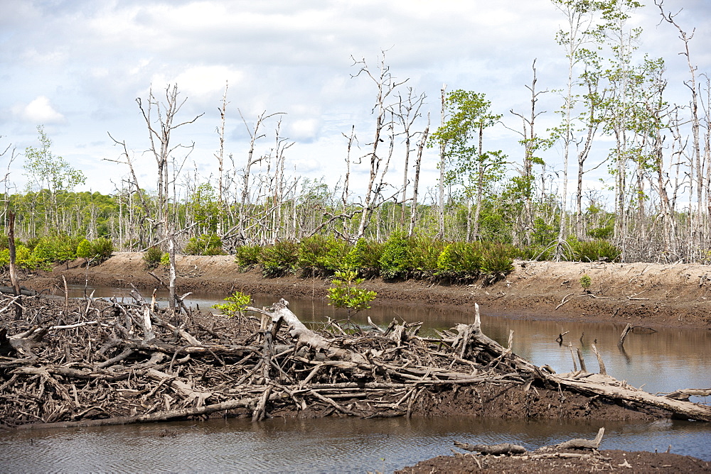 Pond intended for shrimp farm although non-productive in vast area of devastated mangroves, Balikpapan Bay, East Kalimantan, Borneo, Indonesia, Southeast Asia, Asia