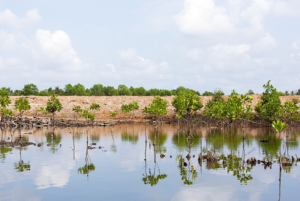 Planting a few seedlings as a compensation for vast destruction of mangroves. Balikpapan Bay, East Kalimantan, Borneo, Indonesia, Southeast Asia, Asia