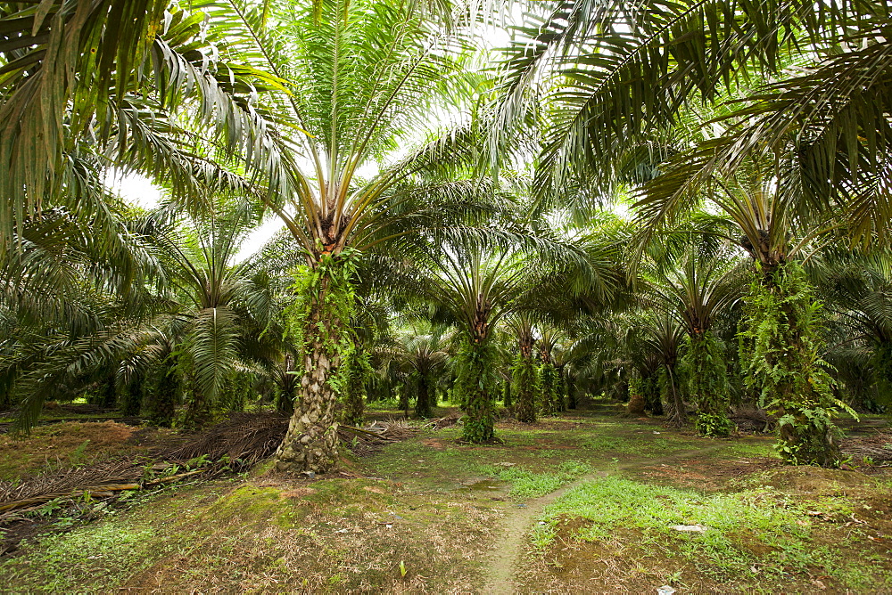 African oil palm (Elaeis guineensis) in an oil palm plantation, East Kutai Regency, East Kalimantan, Borneo, Indonesia, Southeast Asia, Asia