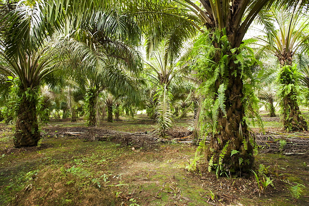 African oil palm (Elaeis guineensis) in an oil palm plantation, East Kutai Regency, East Kalimantan, Borneo, Indonesia, Southeast Asia, Asia