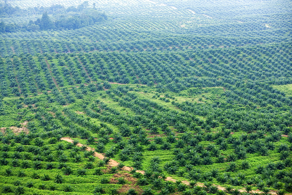 African oil palm (Elaeis guineensis) plantations, Kengbeng, East Kutai Regency, East Kalimantan, Borneo, Indonesia, Southeast Asia, Asia