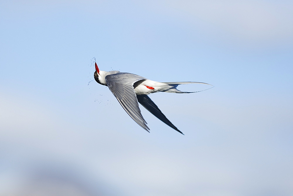 Arctic Tern (Sterna paradisaea), Svalbard, Norway, Scandinavia, Europe