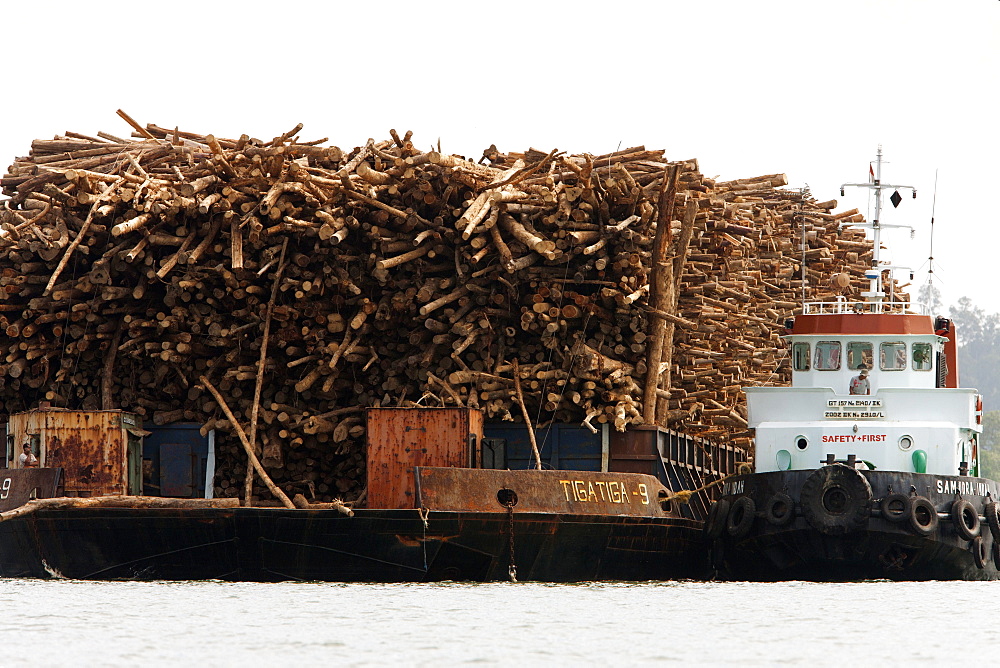 Cargo of acacia wood, an introduced species, Balikpapan Bay, East Kalimantan, Borneo, Indonesia, Southeast Asia, Asia