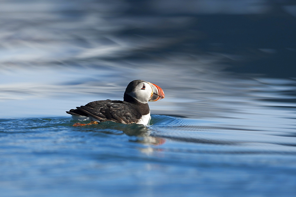 Atlantic Puffin (Fratercula arctica), Svalbard, Norway, Scandinavia, Europe