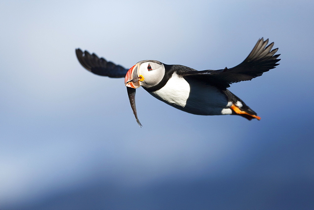 Atlantic Puffin (Fratercula arctica), Svalbard, Norway, Scandinavia, Europe