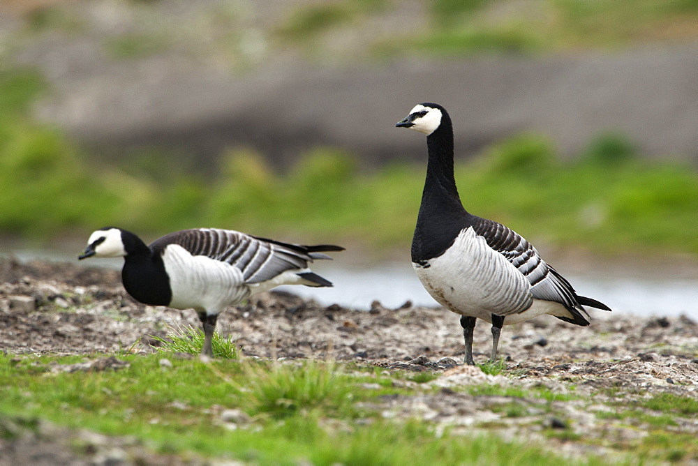 Barnacle goose (Branta leucopsis), Longyerbyen, Svalbard, Norway, Scandinavia, Europe