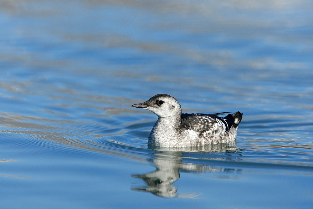 Black guillemot (Cepphus grylle) juvenile, Svalbard, Norway, Scandinavia, Europe