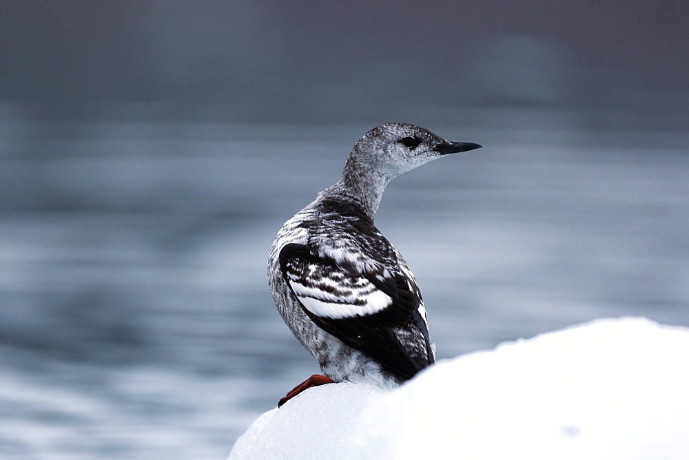 Black guillemot (Cepphus grylle) juvenile, Svalbard, Norway, Scandinavia, Europe