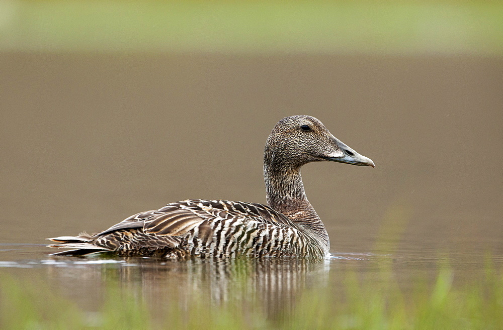 Common eider (Somateria mollissima) female, Longyerbyen, Svalbard, Norway, Scandinavia, Europe