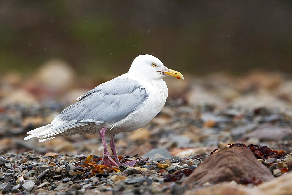 Glaucous gull (Larus hyperboreus), Svalbard, Norway, Scandinavia, Europe