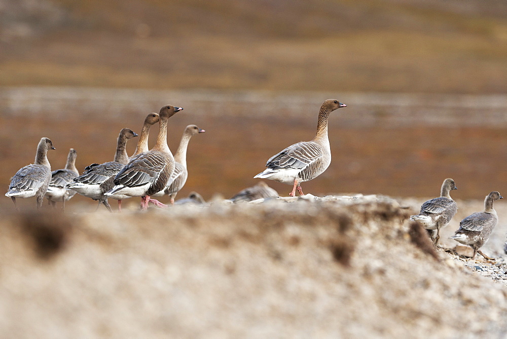 Pink-footed goose (Anser brachyrhynchus), Svalbard, Norway, Scandinavia, Europe