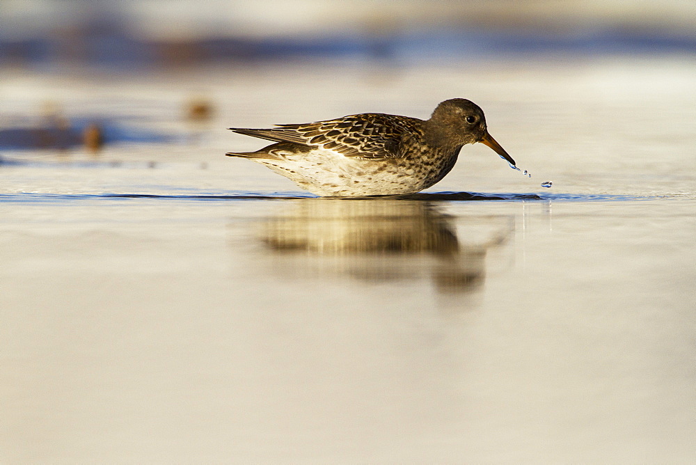 Purple sandpiper (Calidris) (Arquatella) (Erolia maritima), Svalbard, Norway, Scandinavia, Europe