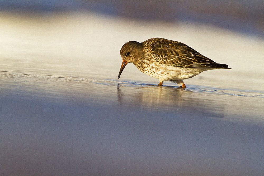 Purple sandpiper (Calidris) (Arquatella) (Erolia maritima), Svalbard, Norway, Scandinavia, Europe