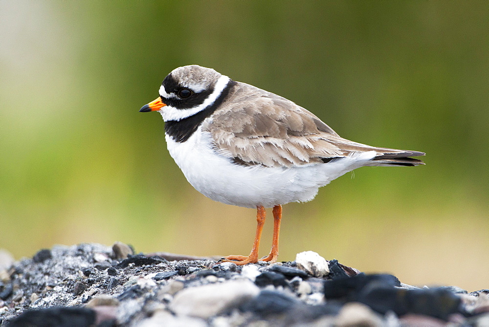 Common ringed plover (ringed plover) (Charadrius hiaticula), Svalbard, Norway, Scandinavia, Europe