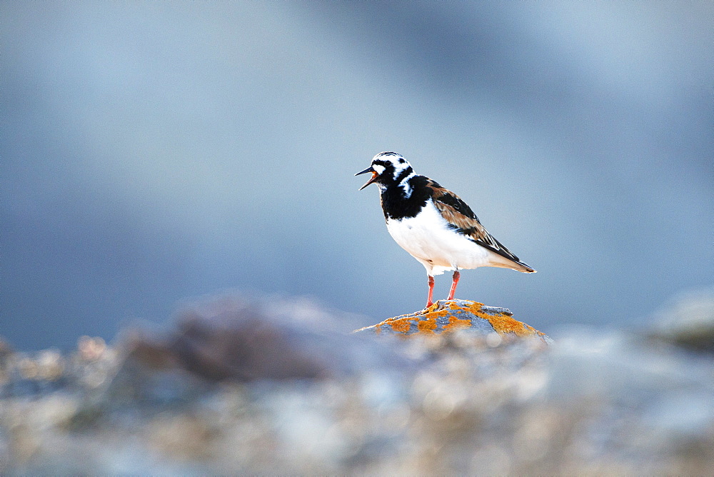 Ruddy turnstone (Arenaria interpres), Svalbard, Norway, Scandinavia, Europe