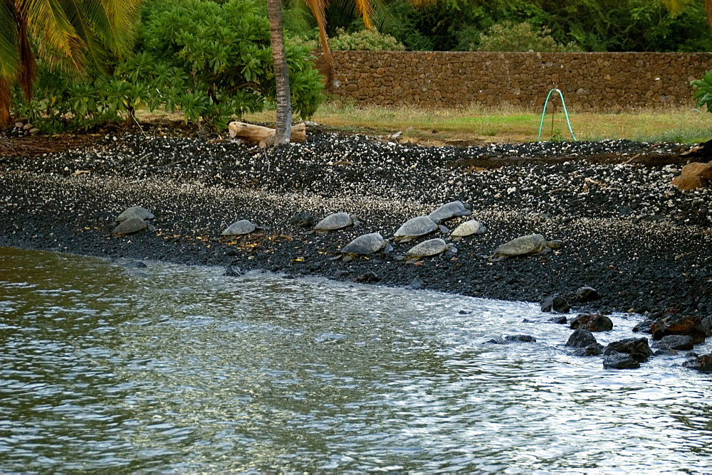 Sea turtles (Chelonia mydas), rest in the warm lava rock at the shore, Big Island, Hawaii, United States of America, Pacific