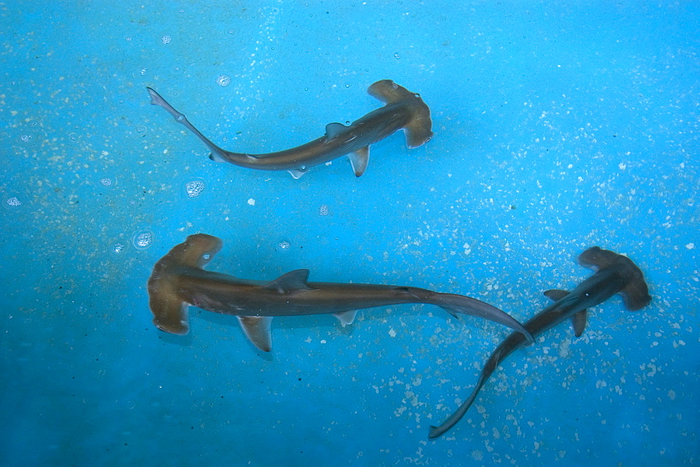 Scalloped hammerhead shark pups (Sphyrna lewini), kept for research, Hawaii Institute of Marine Biology, Kaneohe, Oahu, Hawaii, United States of America, Pacific