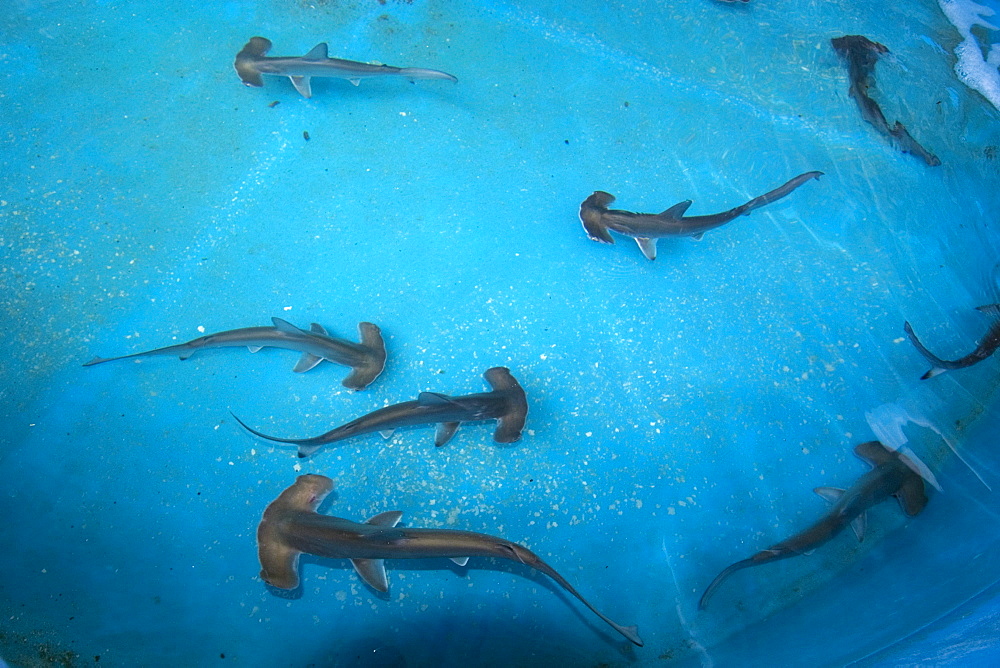 Scalloped hammerhead shark pups (Sphyrna lewini), kept for research, Hawaii Institute of Marine Biology, Kaneohe, Oahu, Hawaii, United States of America, Pacific