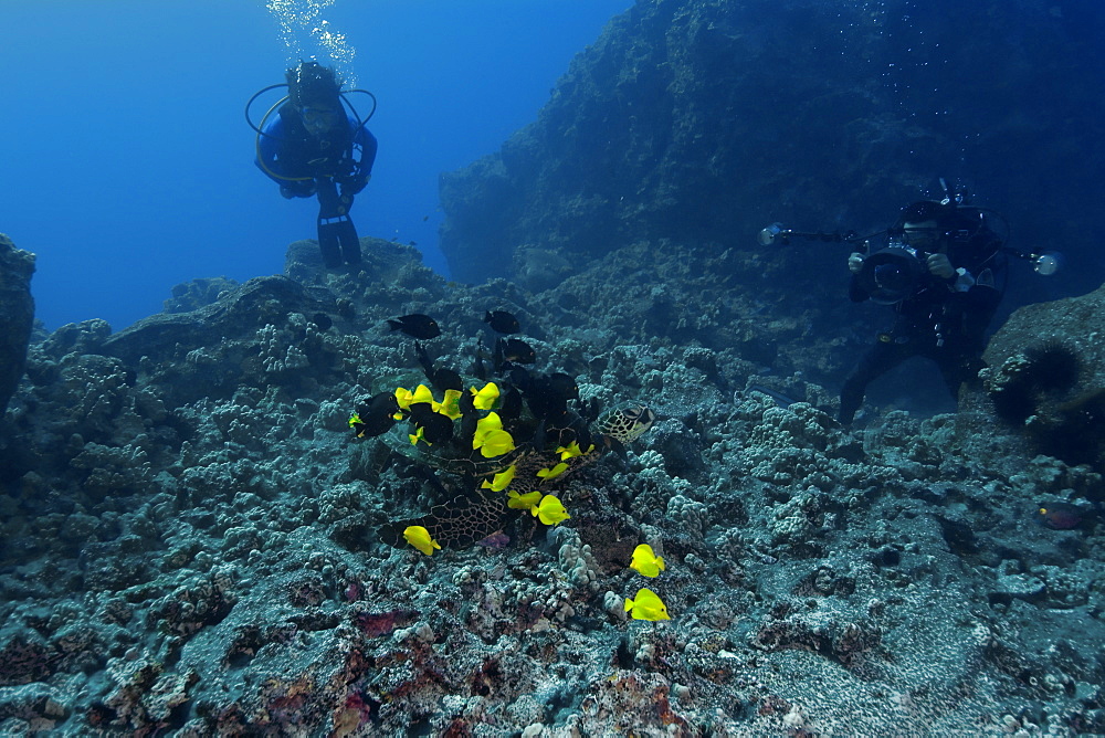 Green sea turtle (Chelonia mydas) getting cleaned by yellow tangs (Zebrasoma flavescens) and lined bristletooth (Ctenochaetus striatus), Kailua-Kona, Hawaii, Pacific