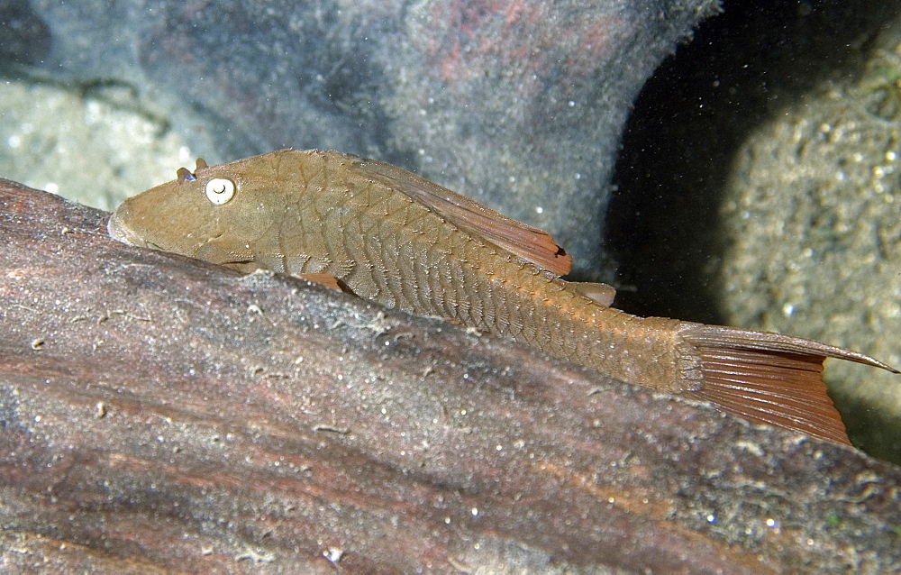 Siluriform catfish, Prata River, Bonito, Mato Grosso do Sul, Brazil, South America