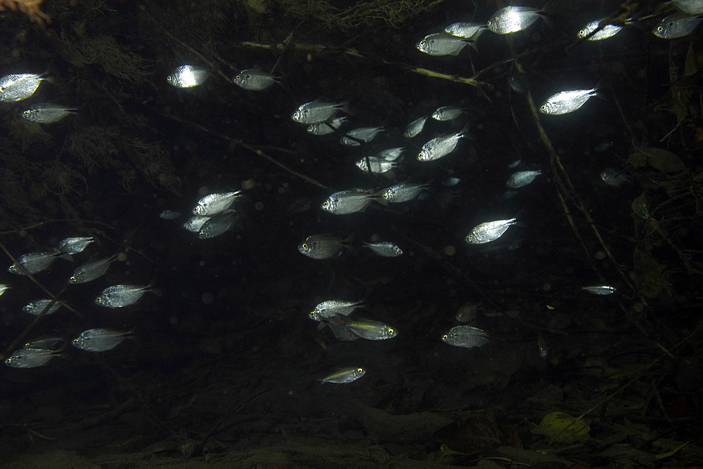 Juvenile characins (Brycon hilarii), Prata River, Bonito, Mato Grosso do Sul, Brazil, South America