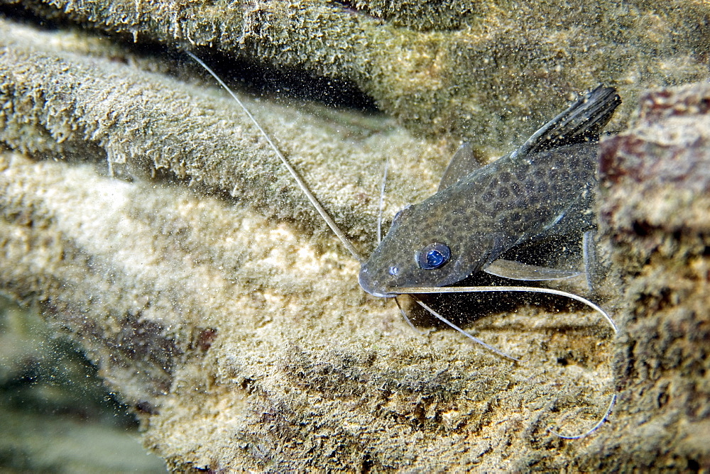 Siluriform catfish, Prata River, Bonito, Mato Grosso do Sul, Brazil, South America