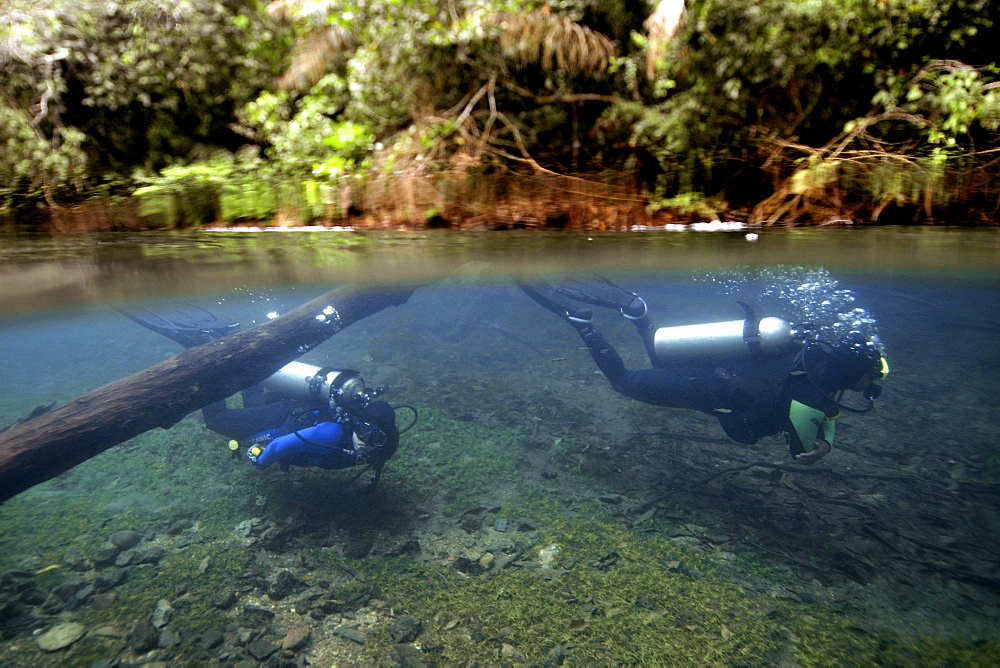 Scuba divers underwater, Prata River, Bonito, Mato Grosso do Sul, Brazil, South America