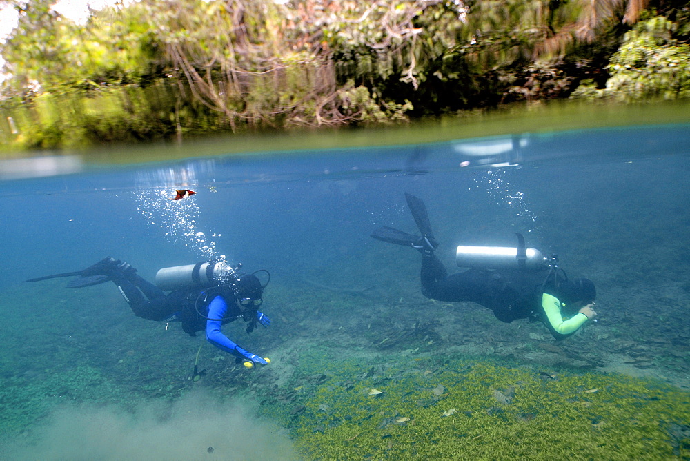 Scuba divers underwater, Prata River, Bonito, Mato Grosso do Sul, Brazil, South America