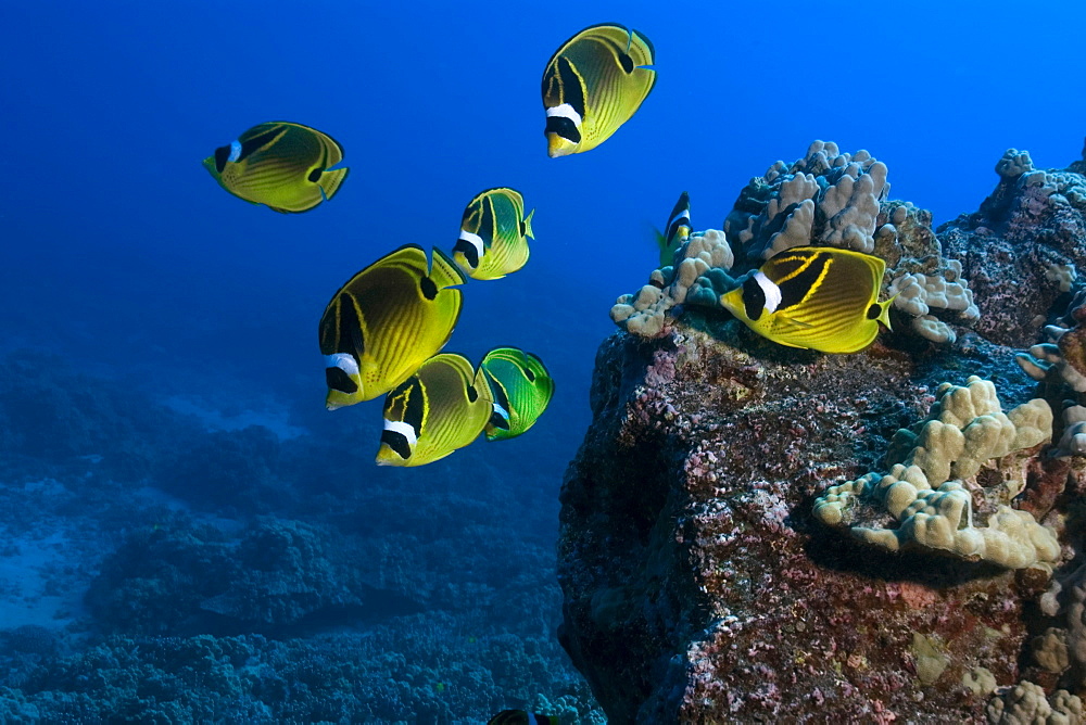 Racoon butterflyfish (Chaetodon lunula), and sunburst, Kailua-Kona, Hawaii, United States of America, Pacific