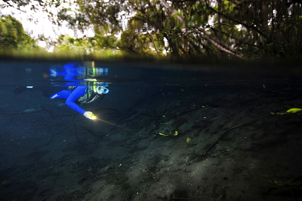 Free diver explores the underwater landscape floating down Baia Bonita River, Aquario Natural, Bonito, Mato Grosso do Sul, Brazil, South America