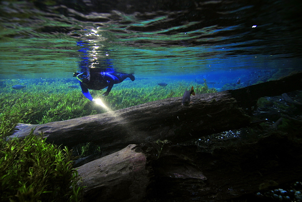 Free diver explores the underwater landscape floating down Baia Bonita River, Aquario Natural, Bonito, Mato Grosso do Sul, Brazil, South America