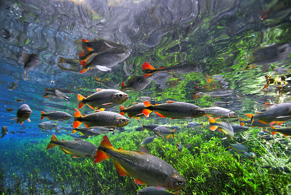 Characins (piraputangas) (Brycon hilarii), swim by Baia Bonita River, Aquario Natural, Bonito, Mato Grosso do Sul, Brazil, South America