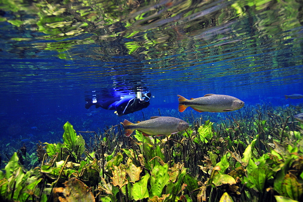 Diver observes the underwater vegetation and characins (piraputangas) (Brycon hilarii), at Baia Bonita river, Aquario Natural, Bonito, Mato Grosso do Sul, Brazil, South America