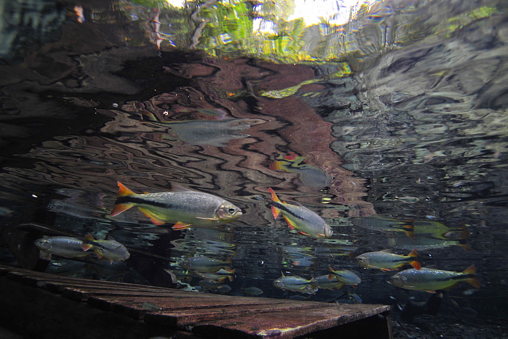 Characins (piraputangas) (Brycon hilarii), swim by Baia Bonita River, Aquario Natural, Bonito, Mato Grosso do Sul, Brazil, South America