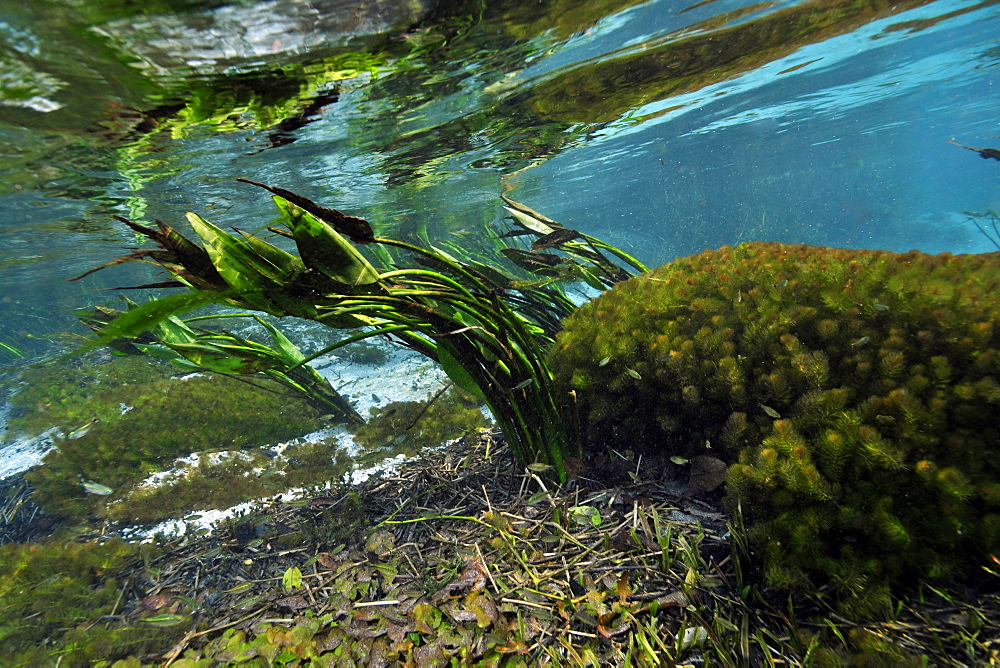 Underwater vegetation at Sucuri River, Bonito, Mato Grosso do Sul, Brazil, South America