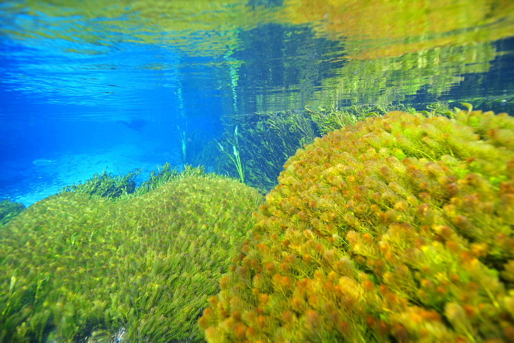 Underwater vegetation, predominantly stonewort algae (Chara rusbyana), Sucuri River, Bonito, Mato Grosso do Sul, Brazil, South America