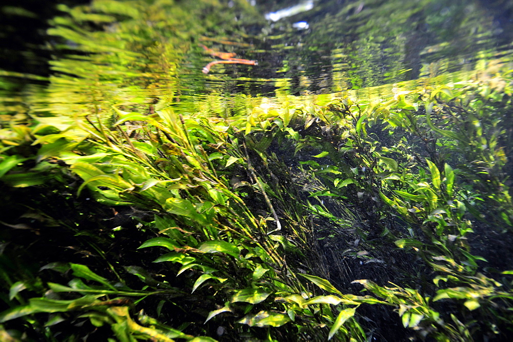 Underwater vegetation, Sucuri River, Bonito, Mato Grosso do Sul, Brazil, South America