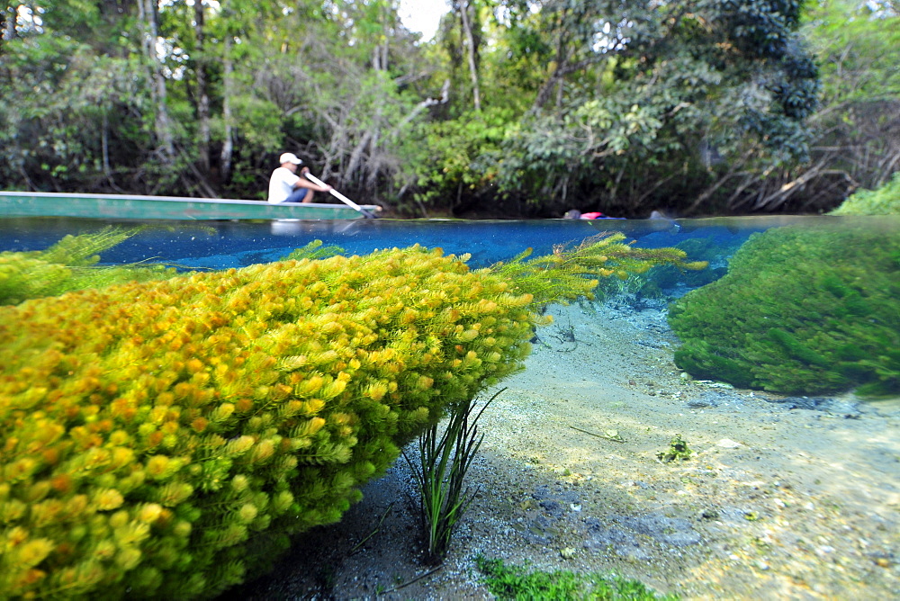 Man in a boat and underwater vegetation, predominantly stonewort algae (Chara rusbyana), Sucuri River, Bonito, Mato Grosso do Sul, Brazil, South America