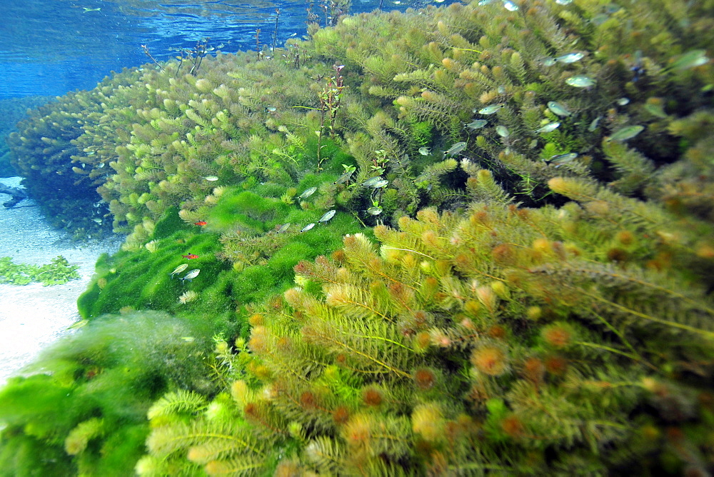 Underwater vegetation, predominantly stonewort algae (Chara rusbyana), Sucuri River, Bonito, Mato Grosso do Sul, Brazil, South America