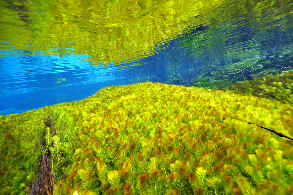 Underwater vegetation, predominantly stonewort algae (Chara rusbyana), Sucuri River, Bonito, Mato Grosso do Sul, Brazil, South America