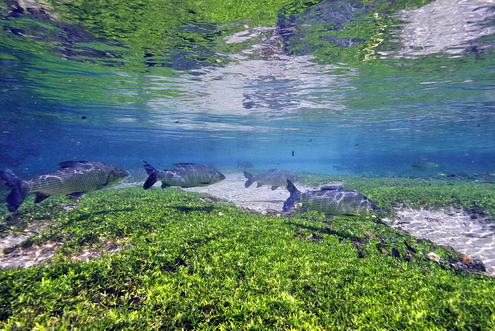 Streaked prochilods (Prochilodus lineatus), Sucuri river, Bonito, Mato Grosso do Sul, Brazil, South America